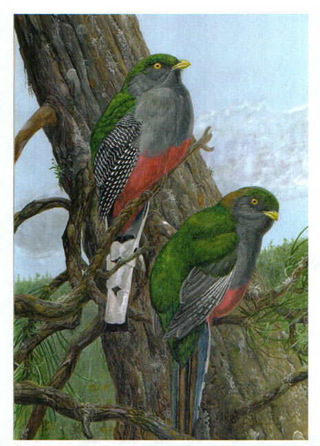 Hispaniolan Trogon