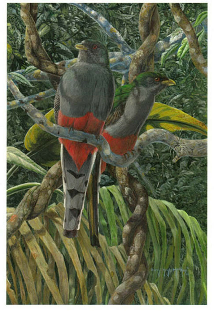 Trogon damoiseau