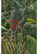 Hispaniolan Trogon