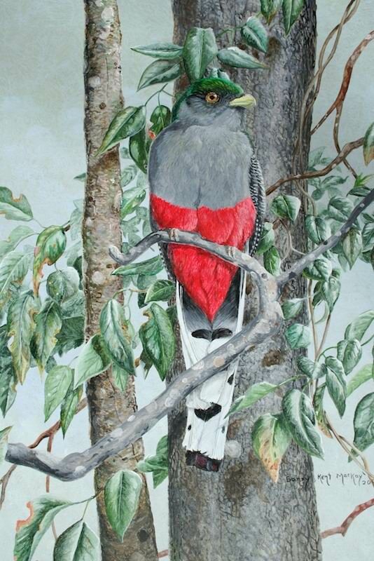Hispaniolan Trogon
