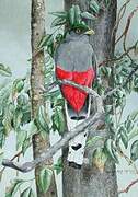 Hispaniolan Trogon