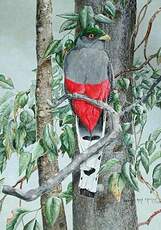 Trogon damoiseau