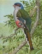 Cuban Trogon