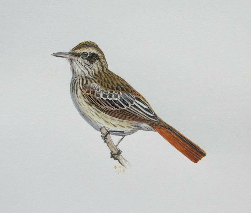 Streaked Flycatcher