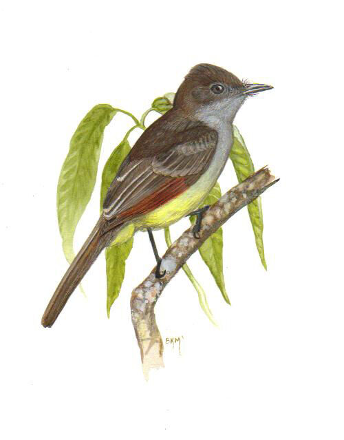 Stolid Flycatcher