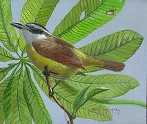 Boat-billed Flycatcher