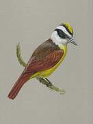 Great Kiskadee