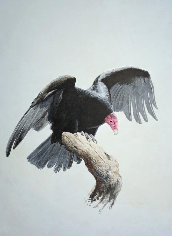 Turkey Vulture