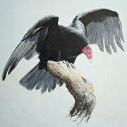 Turkey Vulture