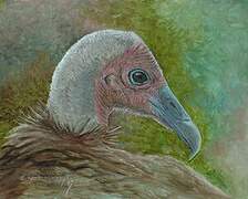 Hooded Vulture