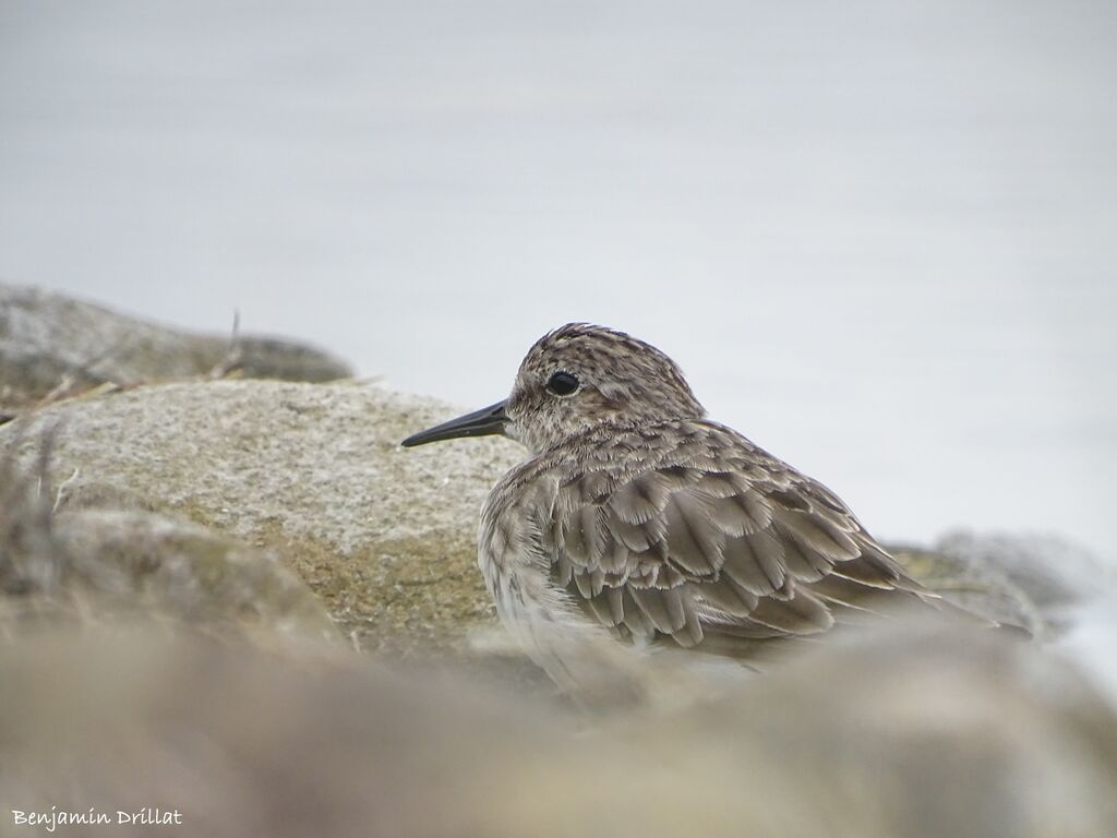 Least Sandpiperadult, walking