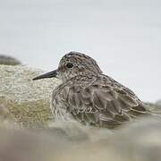 Least Sandpiper