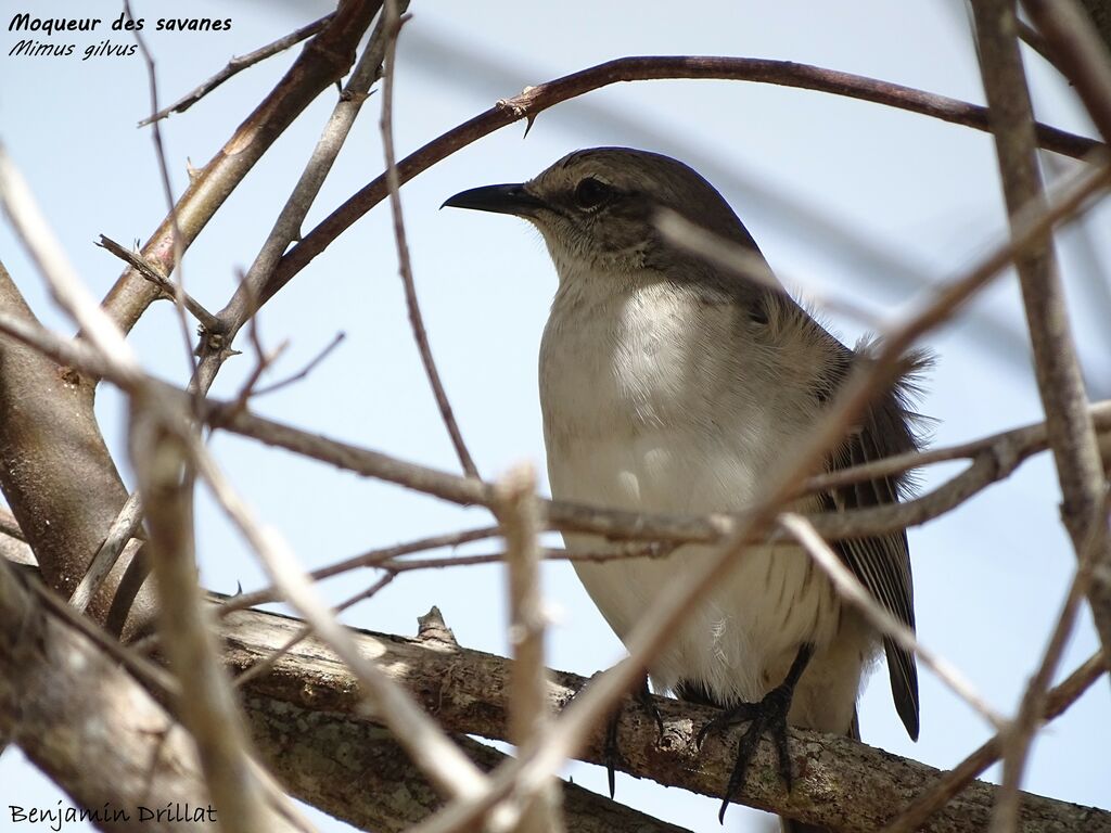 Tropical Mockingbird