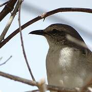 Tropical Mockingbird