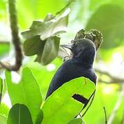 Guadeloupe Woodpecker