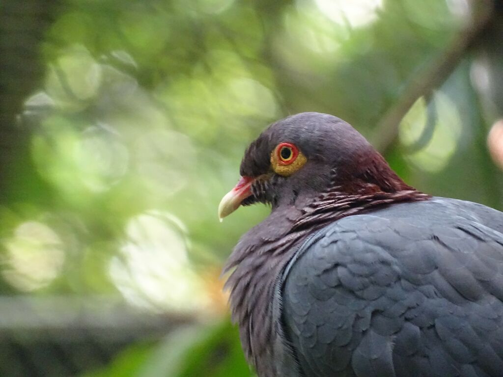 Scaly-naped Pigeon