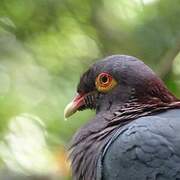 Scaly-naped Pigeon