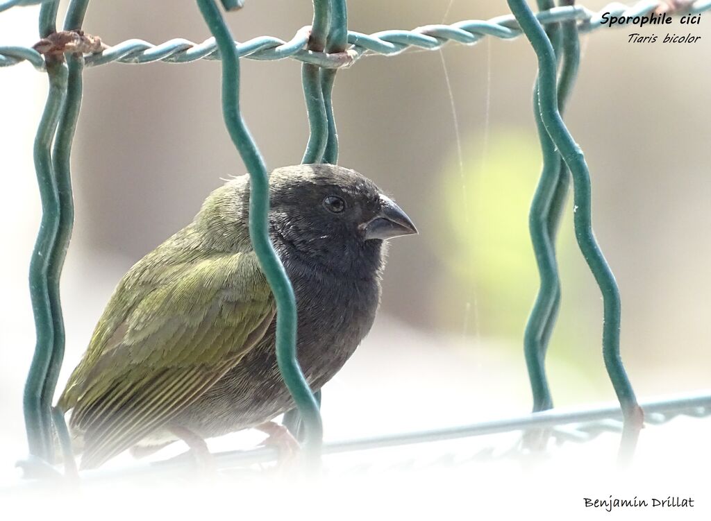 Black-faced Grassquit male