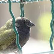 Black-faced Grassquit