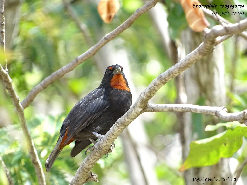 Sporophile rougegorge mâle