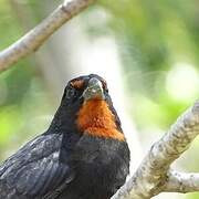 Lesser Antillean Bullfinch