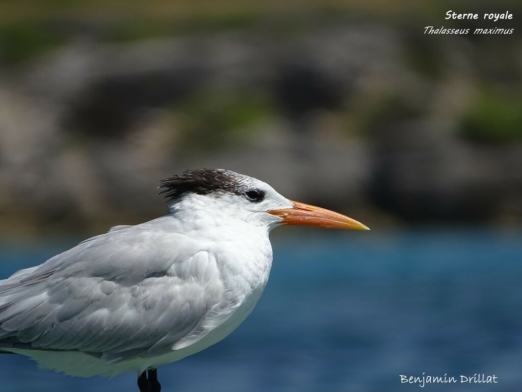 Royal Tern