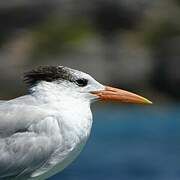 Royal Tern