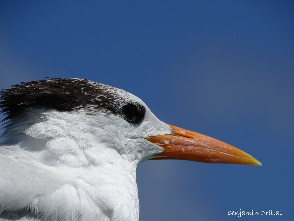 Royal Tern