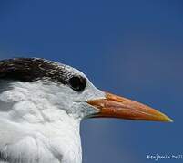 Royal Tern