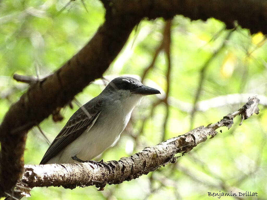 Grey Kingbird