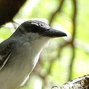 Grey Kingbird