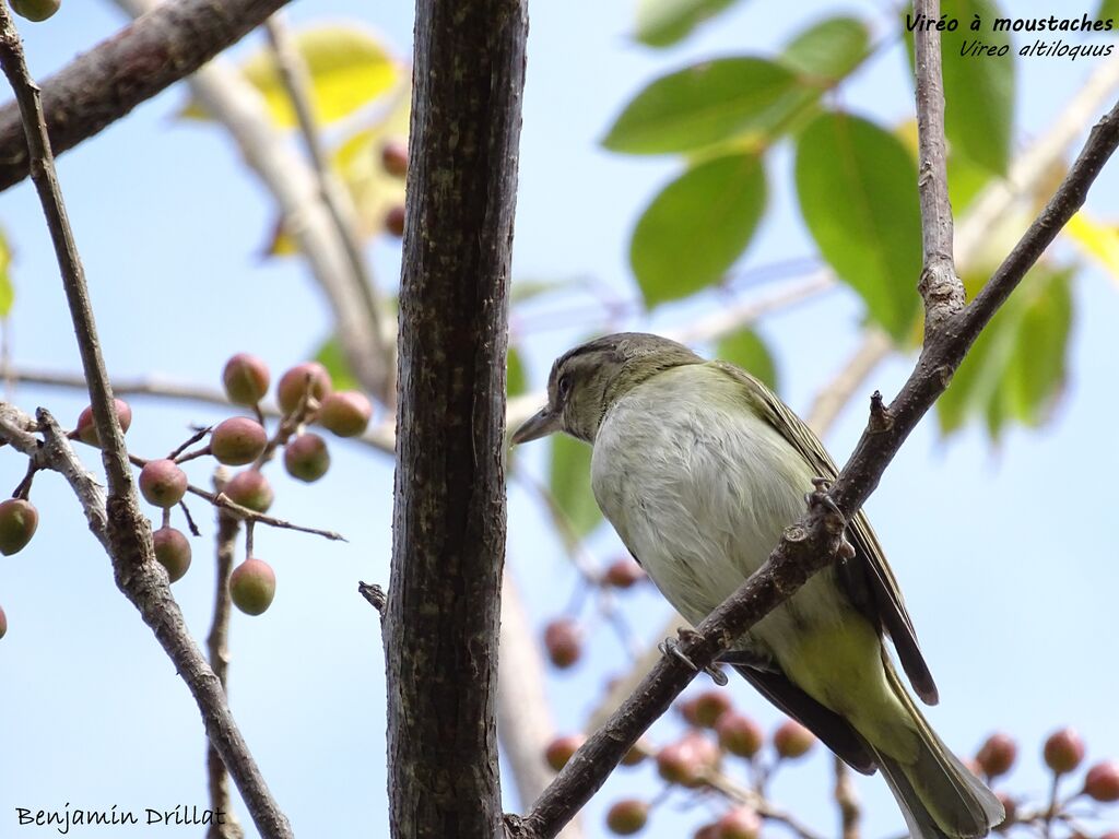 Black-whiskered Vireo