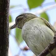 Black-whiskered Vireo