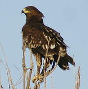 Greater Spotted Eagle