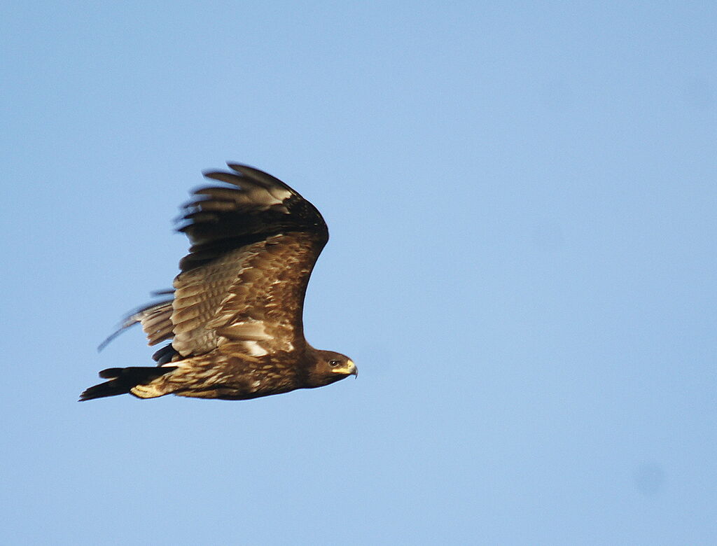 Greater Spotted Eagle