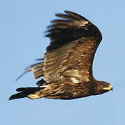 Greater Spotted Eagle