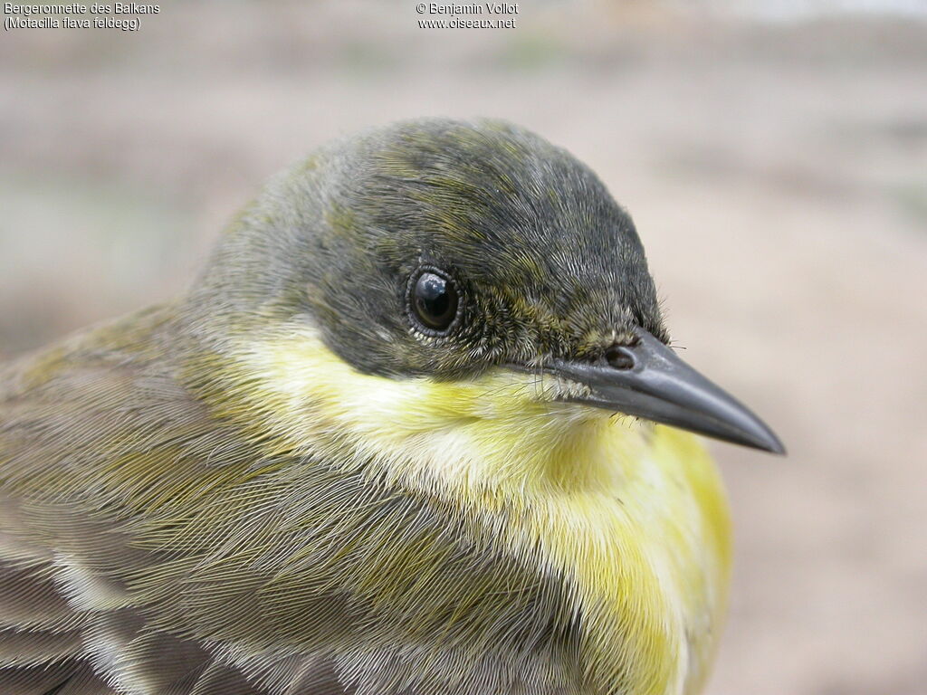 Western Yellow Wagtail (feldegg)