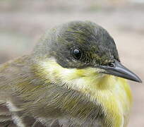 Western Yellow Wagtail (feldegg)