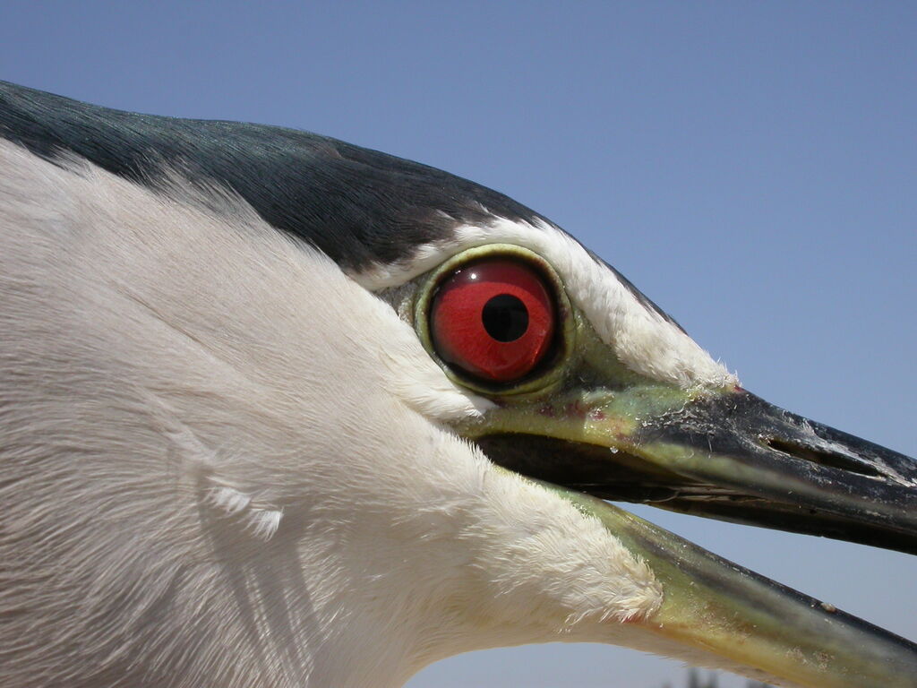 Black-crowned Night Heron