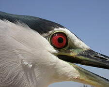 Black-crowned Night Heron