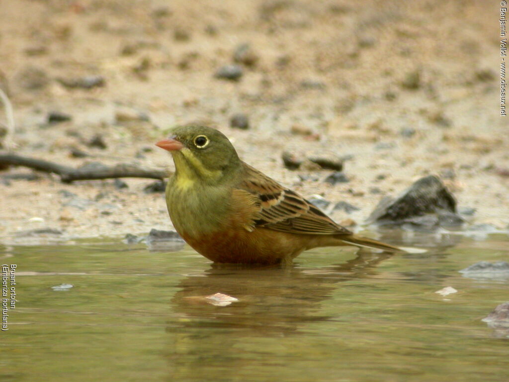 Ortolan Bunting