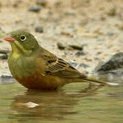 Ortolan Bunting