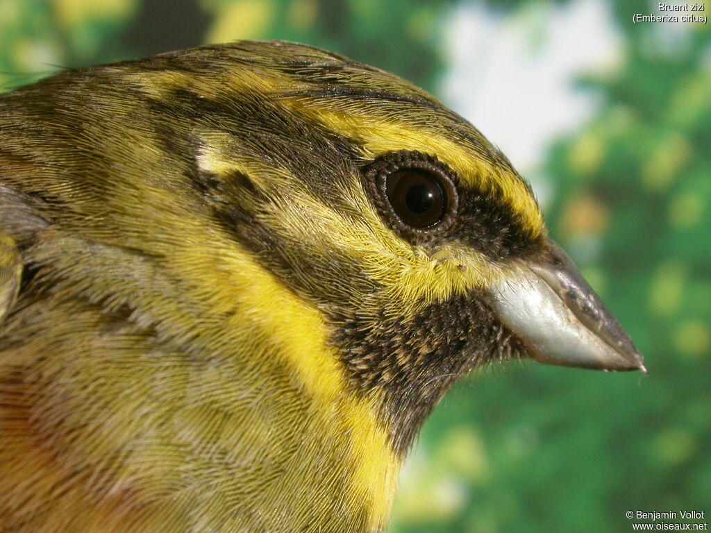 Cirl Bunting