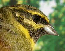 Cirl Bunting