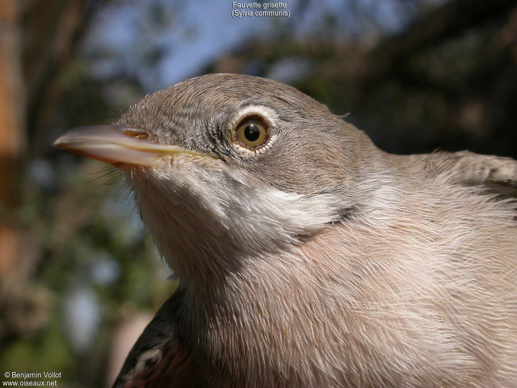 Common Whitethroat