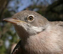 Common Whitethroat