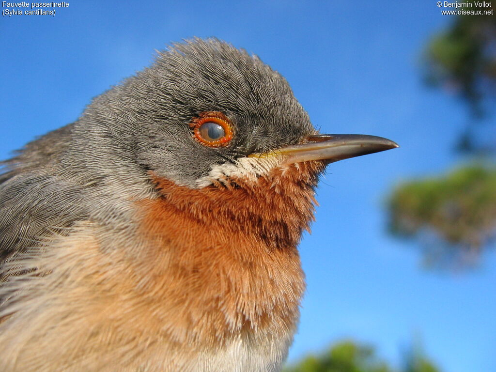 Subalpine Warbler