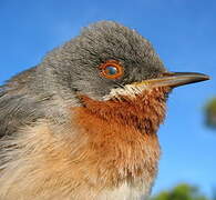 Subalpine Warbler