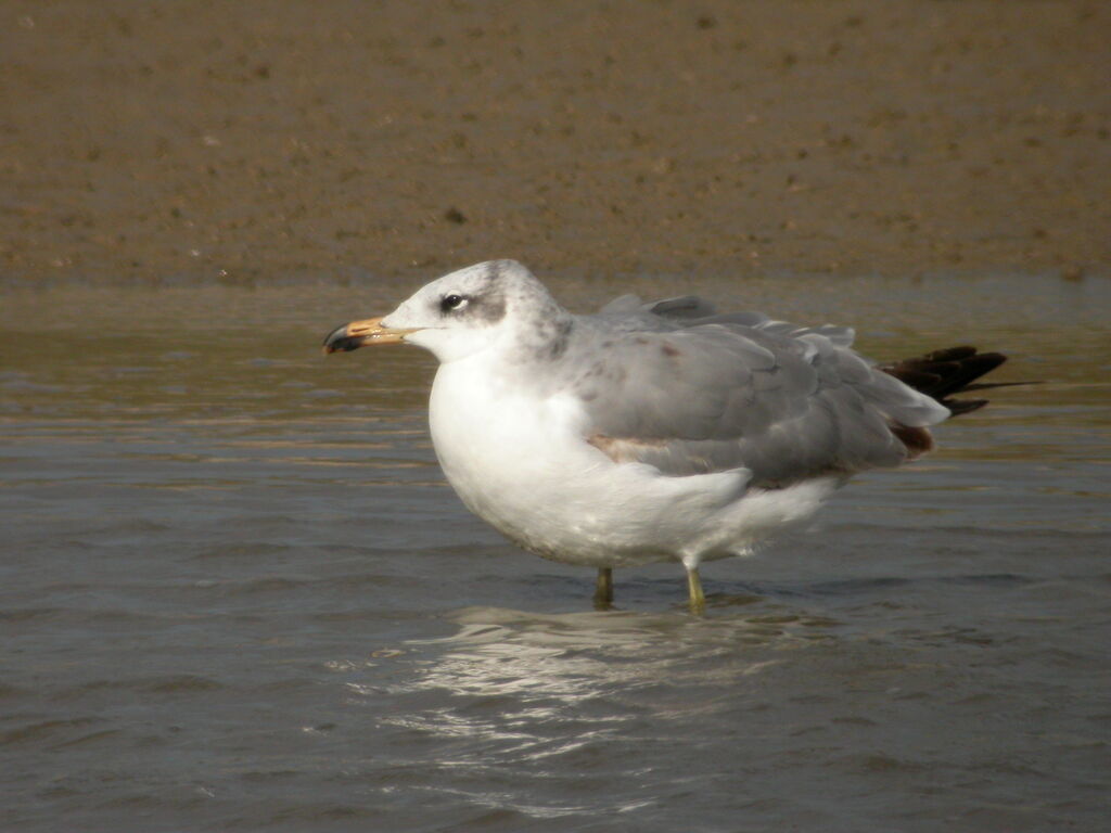 Pallas's Gull