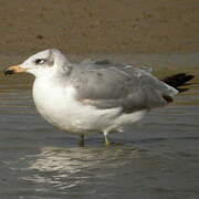 Pallas's Gull